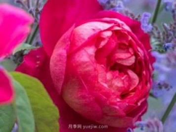 推薦3個(gè)月季品種優(yōu)缺點(diǎn)，不容錯過(guò)的珍品月季