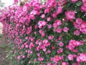 推薦3種爬藤月季，花園里輕松打造漂亮花墻