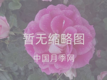 南陽(yáng)市臥龍區蒲山鎮 打造月季長(cháng)廊扮靚鄉村