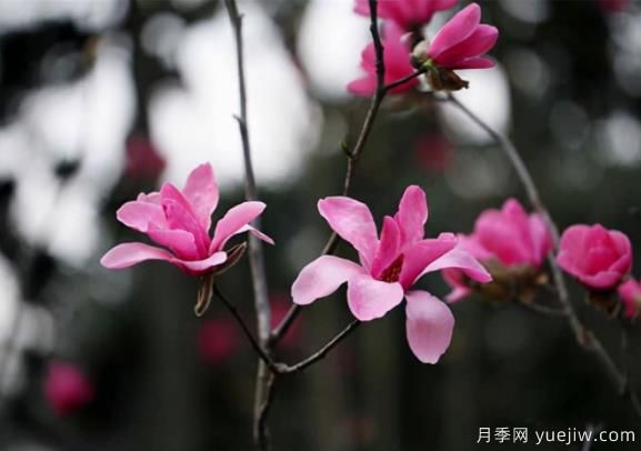 紅花玉蘭的種植、生長(cháng)習性及栽培管理技術(shù)(圖1)