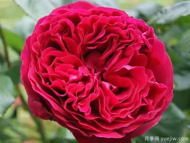 大紅色的月季***為漂亮，這5個(gè)你喜歡嗎(圖4)