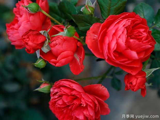 大紅色的月季***為漂亮，這5個(gè)你喜歡嗎(圖5)
