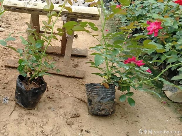 南陽(yáng)供應地被巴西諾月季(圖3)