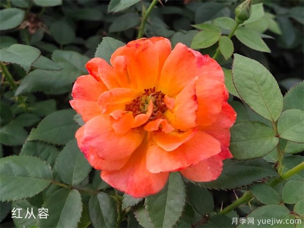 豐花月季的特點(diǎn)優(yōu)勢整理(圖1)