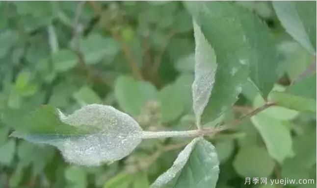 月季的病蟲(chóng)害與防治知識分享(圖2)