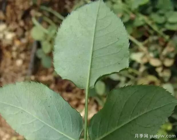 月季的病蟲(chóng)害與防治知識分享(圖3)
