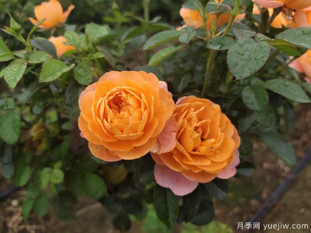 秋天必養的月季品種，漂亮的月季花品種太多了(圖2)