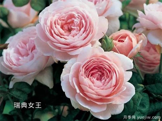 秋天必養的月季品種，漂亮的月季花品種太多了(圖3)