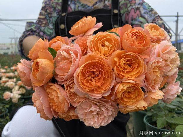 推薦5個(gè)超級勤花月季品種，季季有花賞(圖1)