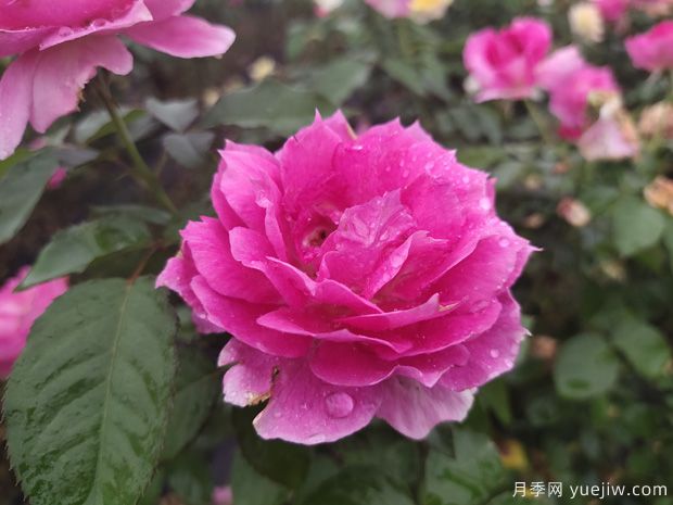推薦5個(gè)超級勤花月季品種，季季有花賞(圖2)