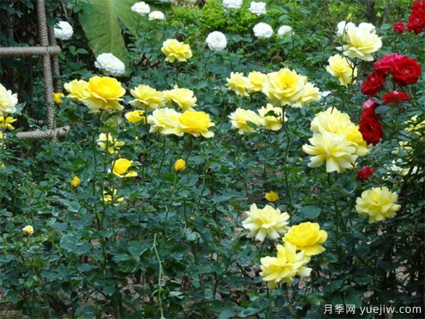 多雨季節綠化苗木農藥使用指南(圖1)