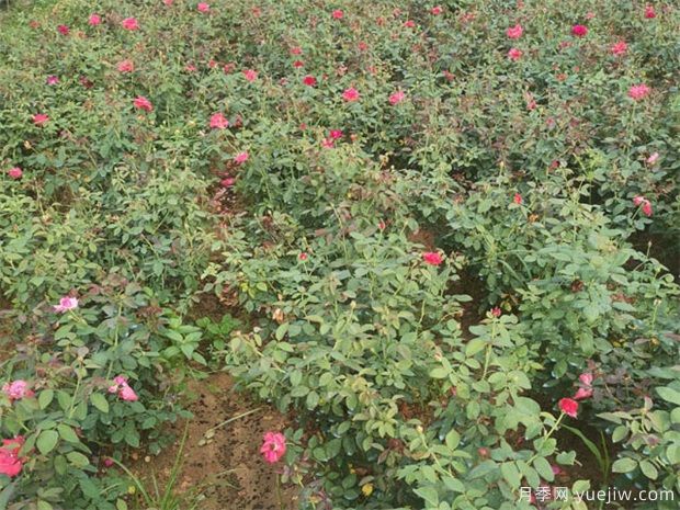 月季紅蜘蛛用什么藥？(圖1)