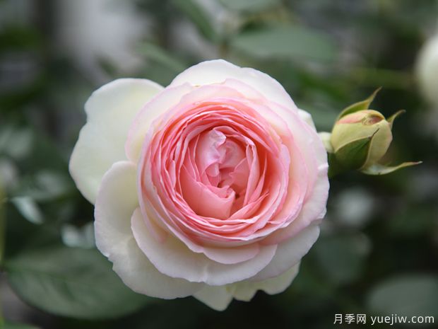 月季花品種分類(lèi)（按植株形態(tài)分）(圖1)