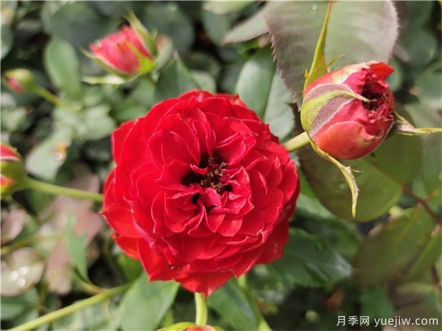 月季花品種分類(lèi)（按植株形態(tài)分）(圖2)