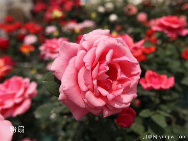 月季花品種分類(lèi)（按植株形態(tài)分）(圖3)