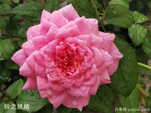 月季花品種分類(lèi)（按植株形態(tài)分）(圖4)