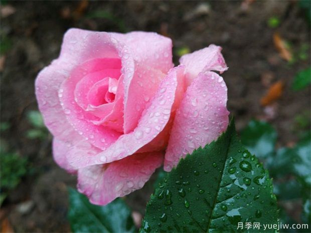 盆景不懂澆水？嚴重脫水的盆景應該如何急救？(圖1)