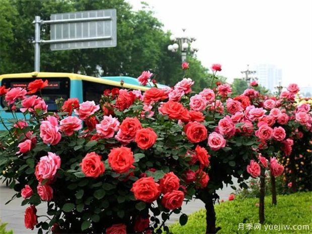 苗木價(jià)格變化快，如何抓住機會(huì )賣(mài)出高價(jià)(圖1)