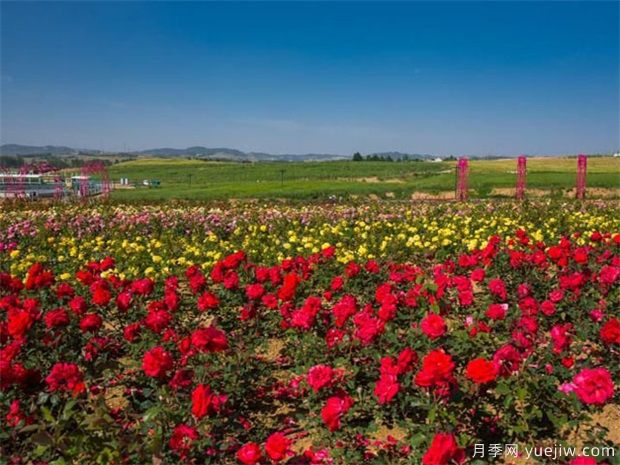 如何區別月季、玫瑰、薔薇(圖1)