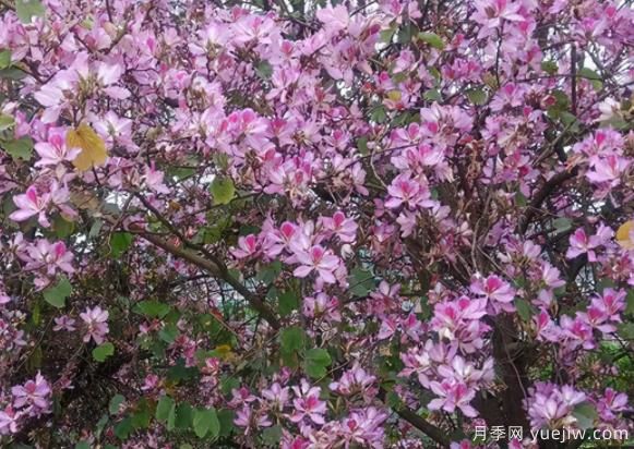 南方城市道路兩邊的觀(guān)花主力軍！(圖1)