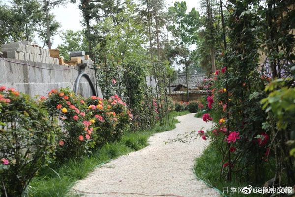 月季與美麗鄉村：保山騰沖老寨子，花在我眼前盛開(kāi)(圖2)