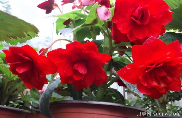 怎樣防治樹(shù)狀月季瘡痂病病害？(圖1)
