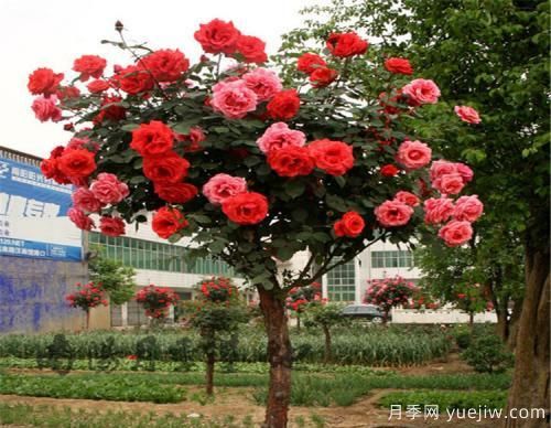 南陽(yáng)花樣苗木，教你樹(shù)狀月季如何水插育苗的技巧？(圖1)