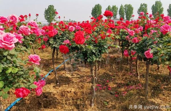 南北地區栽種樹(shù)狀月季應該注意哪些？(圖1)