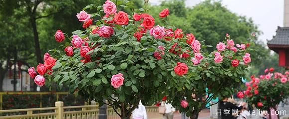 月季花五顏六色，什么會(huì )影響樹(shù)狀月季花的顏色呢？(圖1)