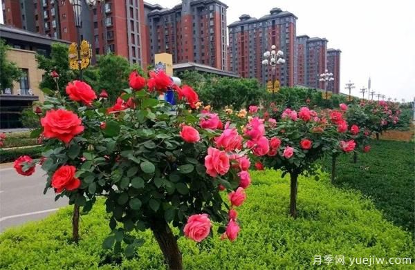 怎樣讓我們的月季， 每個(gè)月都開(kāi)能開(kāi)大花？(圖1)