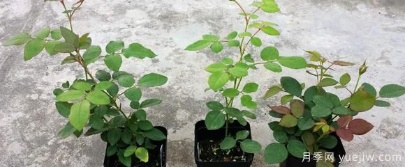 盆栽月季種植過(guò)程中，有幾項日常檢查措施可以了解(圖1)