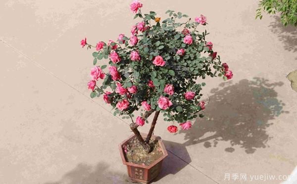 古樁盆栽月季培養，主要的設施需求？來(lái)了解下(圖1)