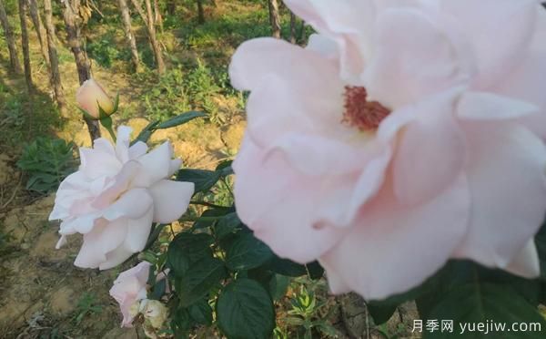 根據月季病害，綜合治理，一起來(lái)多了解下(圖1)