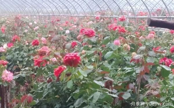 樹(shù)狀月季的具體養殖辦法，月季基地來(lái)介紹(圖1)