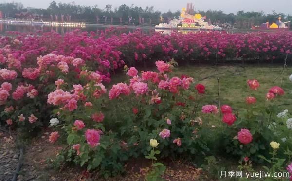 樹(shù)狀月季嫁接后，何時(shí)適合播種呢？(圖1)