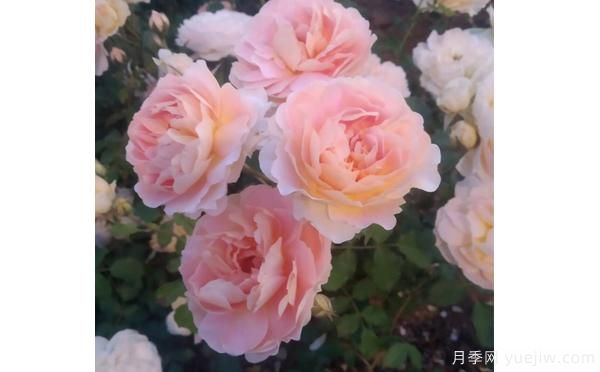 樹(shù)狀月季花矮小，這樣做讓它成長(cháng)(圖1)