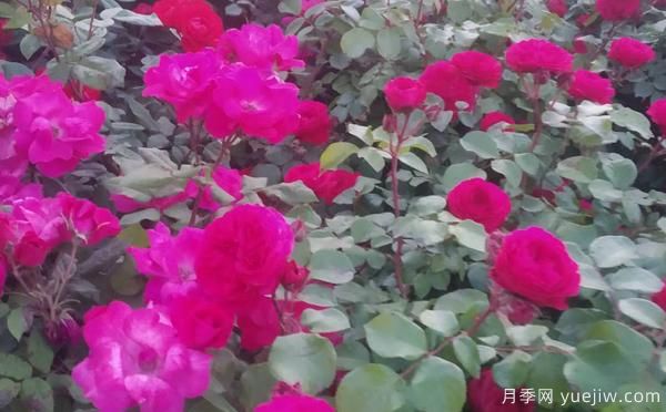 景區樹(shù)狀月季樹(shù)的品種，具備的特點(diǎn)(圖1)
