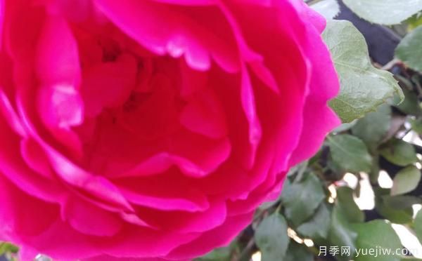 4公分樹(shù)狀月季的灌溉技術(shù)是怎樣的？(圖1)