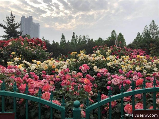 商丘養樹(shù)狀月季露天較好，上肥方式是怎樣的呢？(圖1)