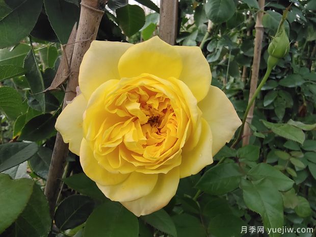 藤本月季品種推薦和日常養護(圖5)