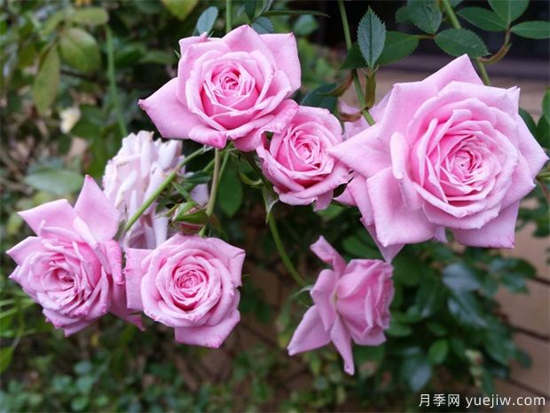 月季花可以泡水喝嗎？月季花的功效與作用(圖1)