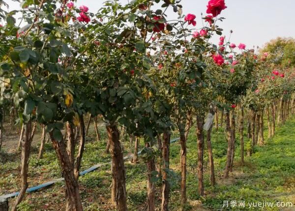 怎樣提高月季花的抵抗力？(圖1)