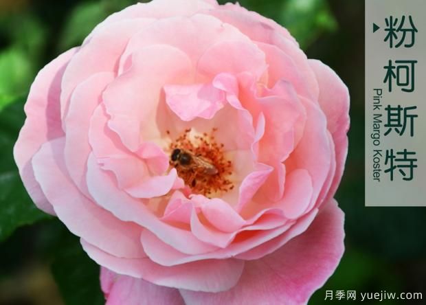 月季花牙簽苗怎么養？(圖1)