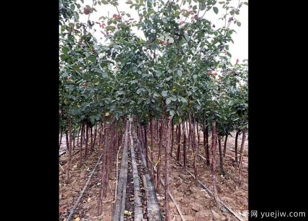 怎樣用淘米水澆月季花？(圖1)