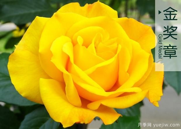 新種類(lèi)紅旗月季有何不同的特色之處？(圖1)