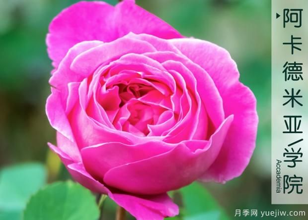 頗受大眾喜愛(ài)的月季花有哪些是讓人頭疼的難養品種呢？(圖1)