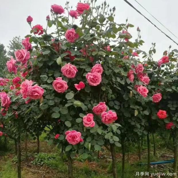 超級好看的樹(shù)狀月季你了解多少？(圖2)