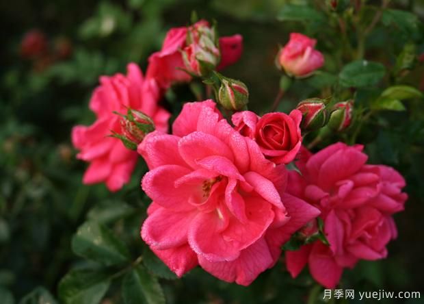 秋季月季花管理要點(diǎn)有哪些？(圖1)