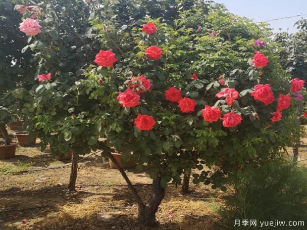 樹(shù)狀月季的優(yōu)點(diǎn)有哪些？(圖1)