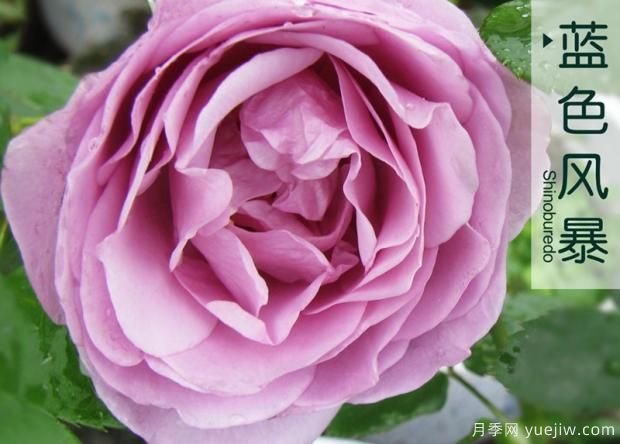 藤本月季在更新時(shí)應如何保護芽？(圖1)